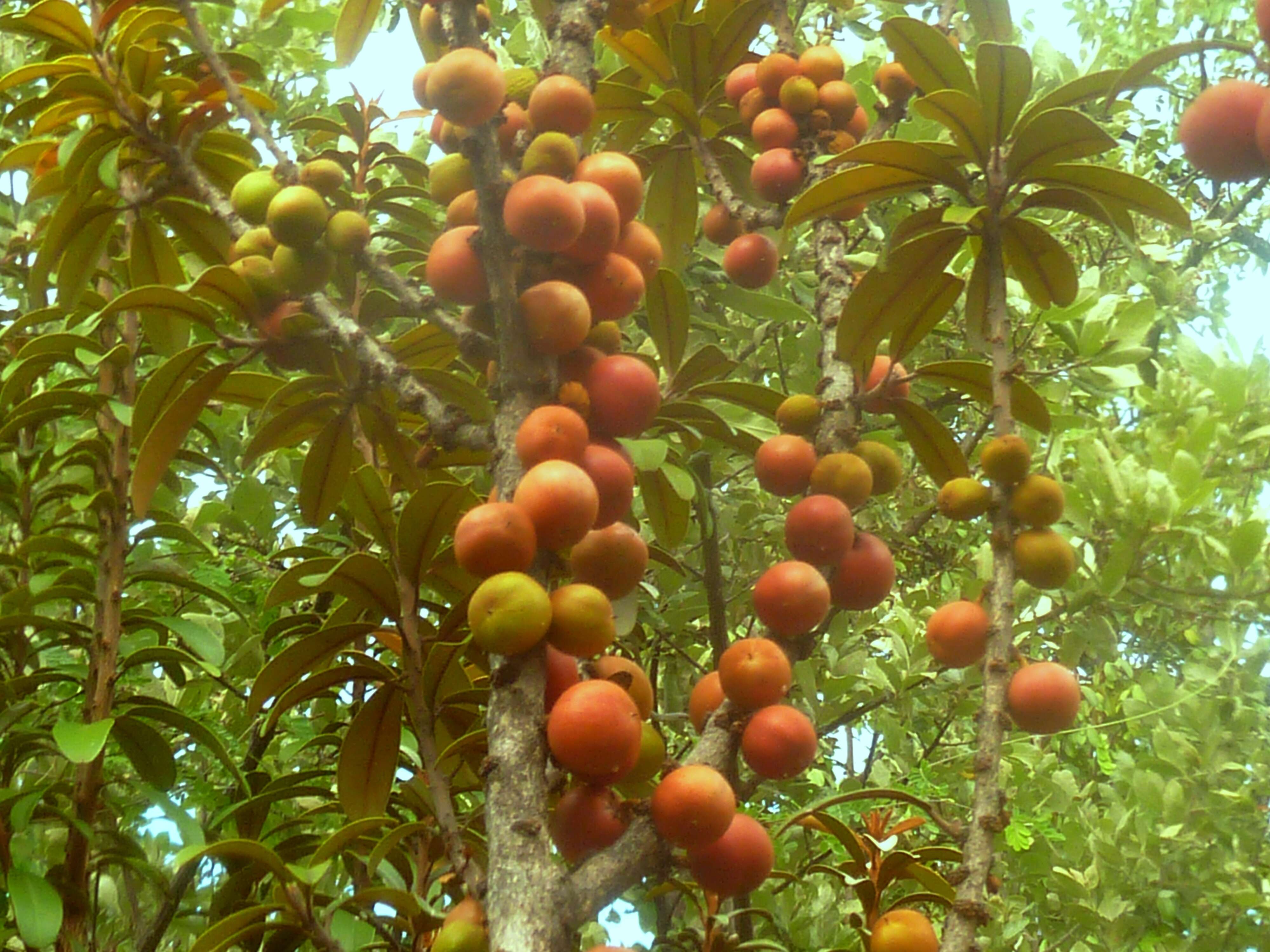 Image of Transvaal milk plum