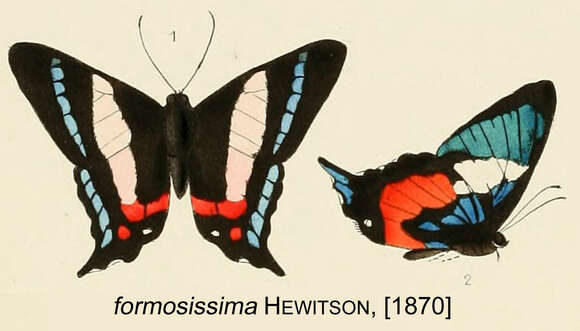 Слика од Ancyluris formosissima Hewitson 1870