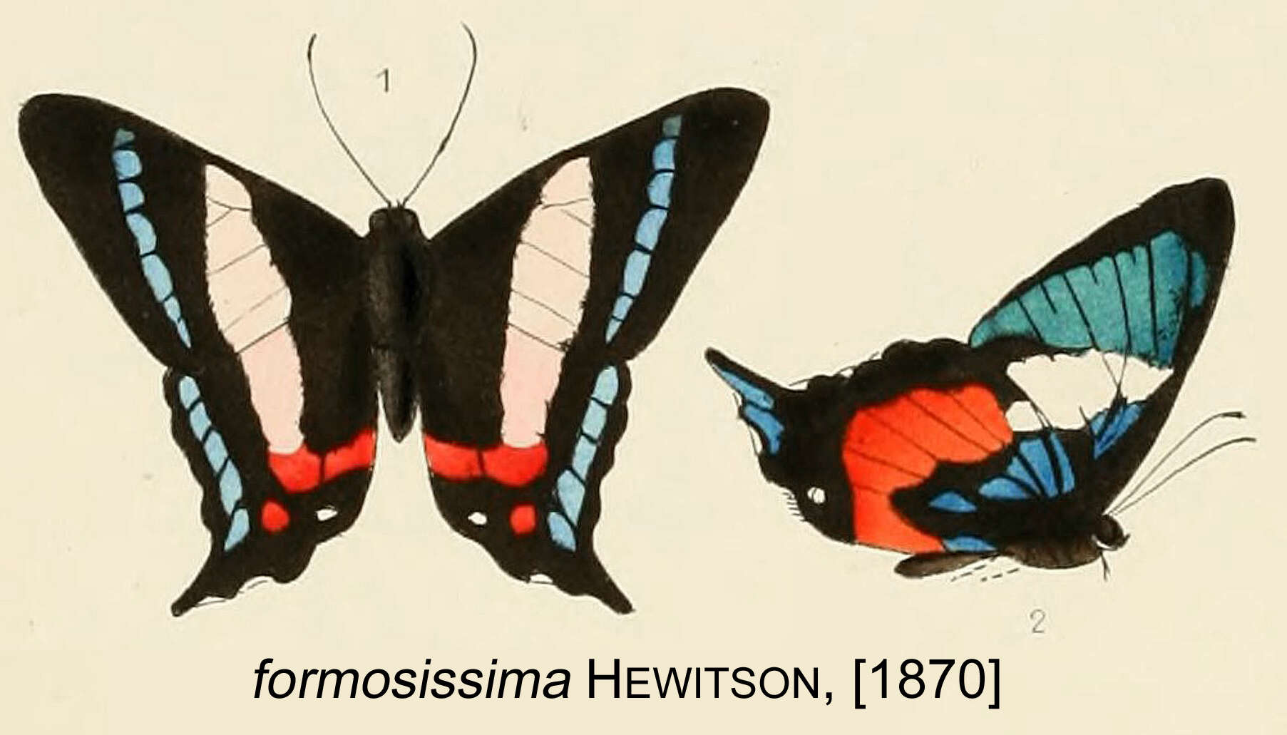 Image of Ancyluris formosissima Hewitson 1870
