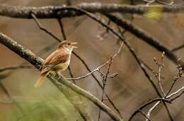 Image of nightingale, common nightingale