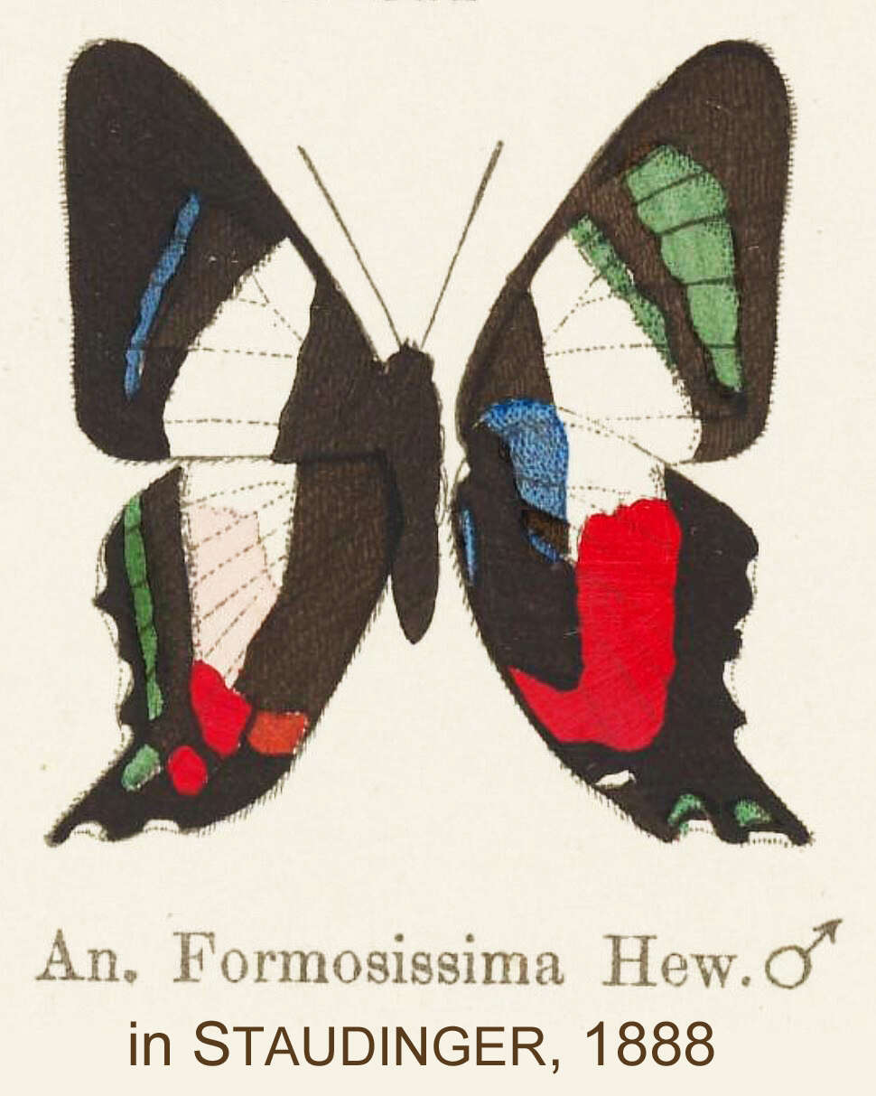 Image of Ancyluris formosissima Hewitson 1870