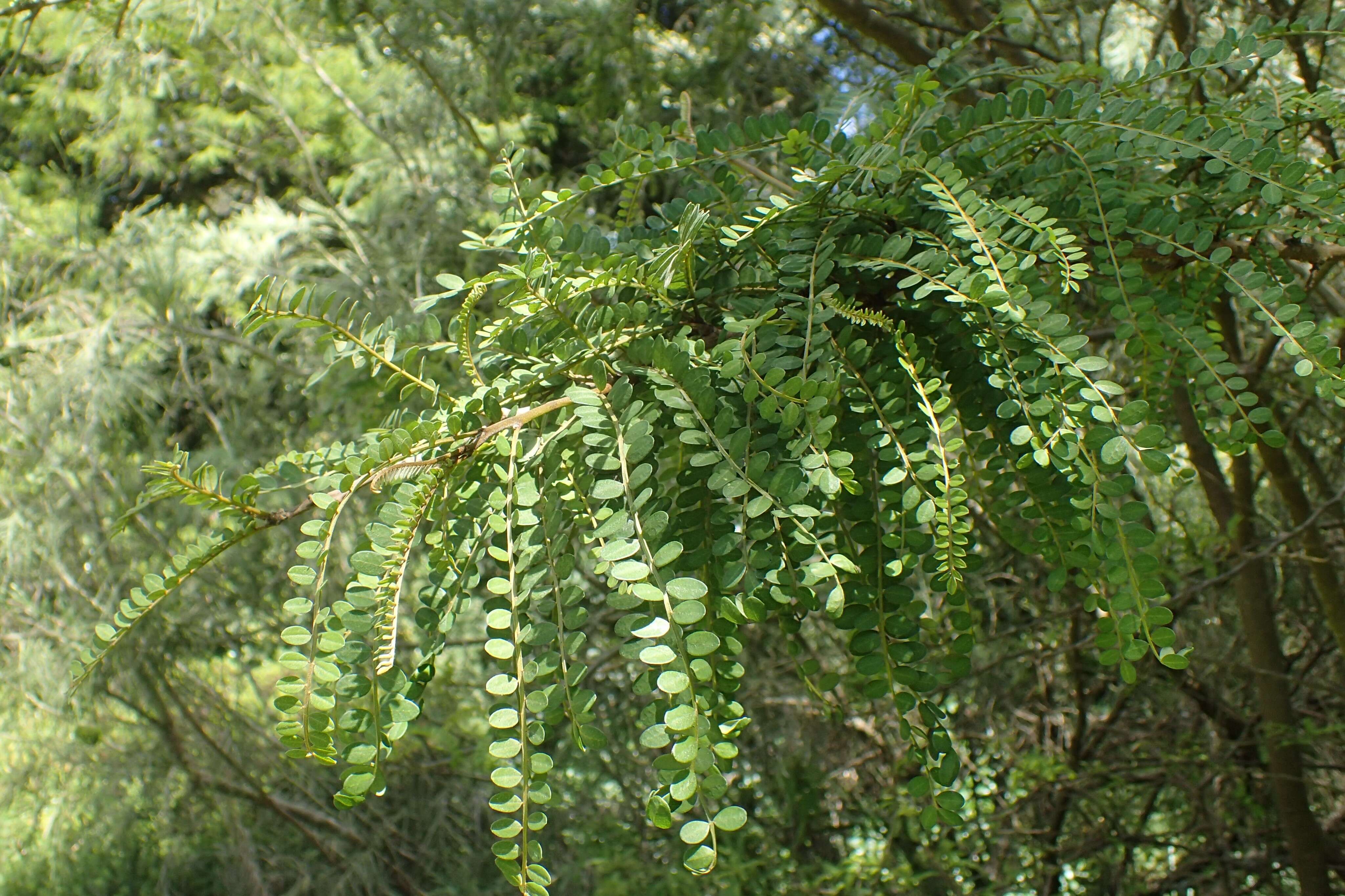 Image of kowhai