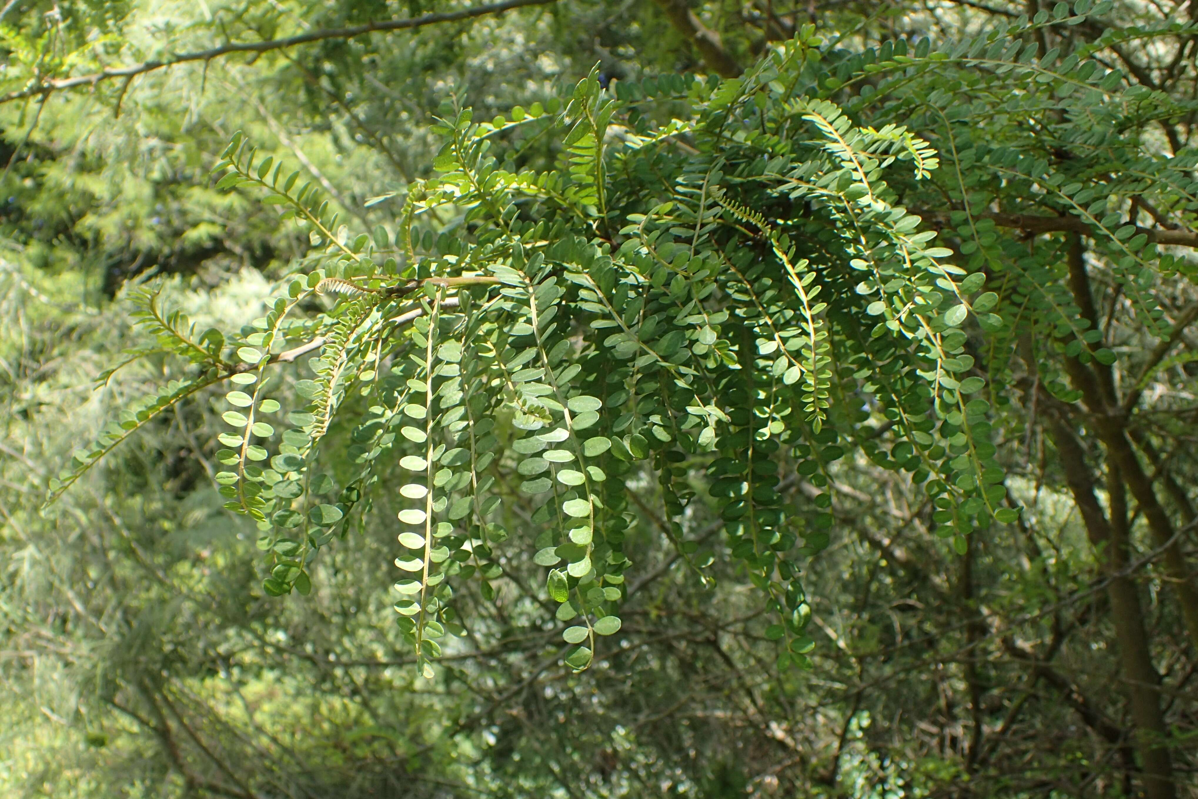 Image of kowhai