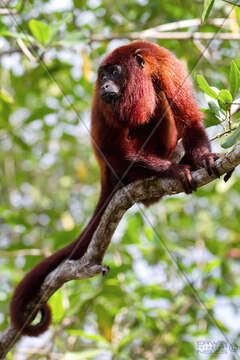 Image of Guianan Red Howler Monkey