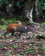 Image of Brazilian Agouti