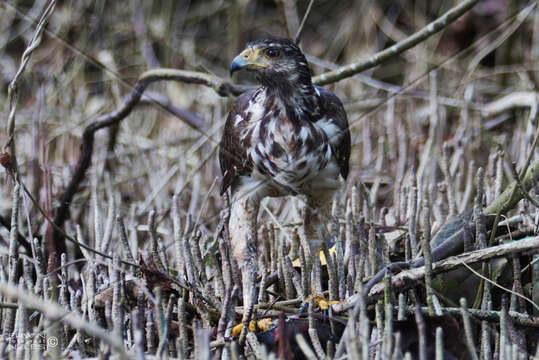 Image of Rufous Crab Hawk