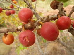 Image of Transvaal milk plum