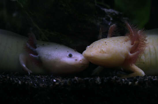 Image of Axolotl