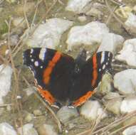 Imagem de Vanessa atalanta Linnaeus 1758