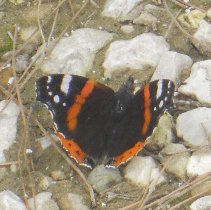 Imagem de Vanessa atalanta Linnaeus 1758