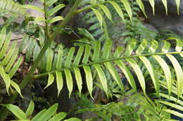 Image of angiopteris fern