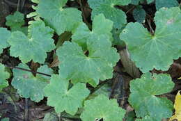 Image of Hydrocotyle javanica Thunb.