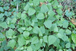 صورة Ageratina adenophora (Spreng.) R. King & H. Rob.