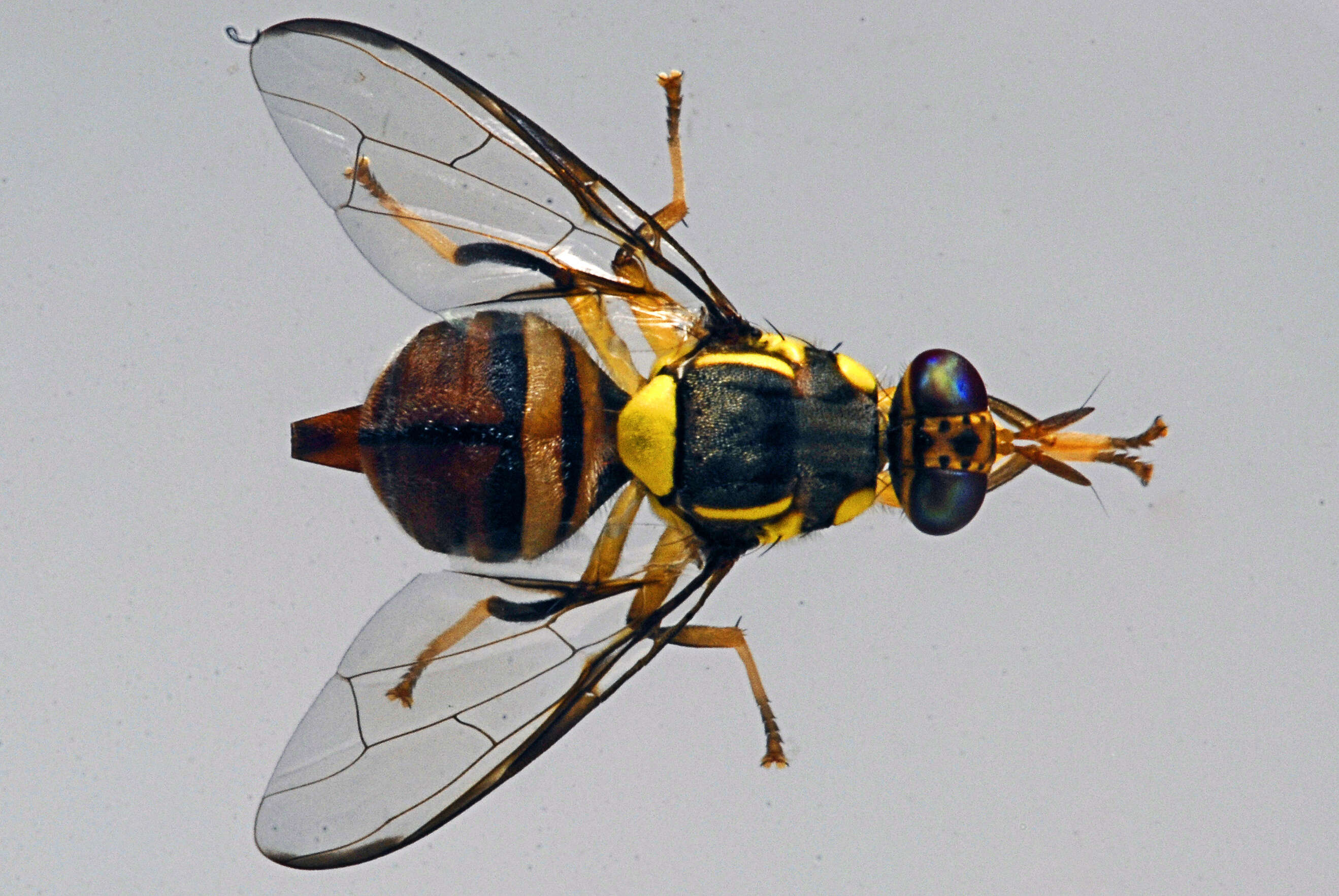 Sivun Bactrocera dorsalis (Hendel 1912) kuva