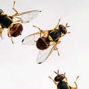 Image of <i>Bactrocera correctus</i>