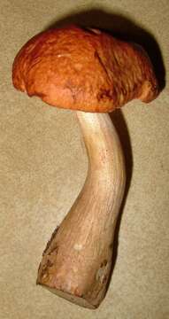 Image of Boletus viscidocorrugis Both 1998