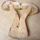 Sivun Boletus viscidocorrugis Both 1998 kuva