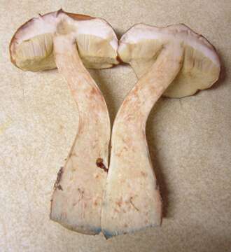 Sivun Boletus viscidocorrugis Both 1998 kuva