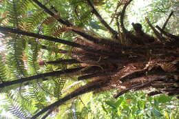 Image of Rough Tree Fern