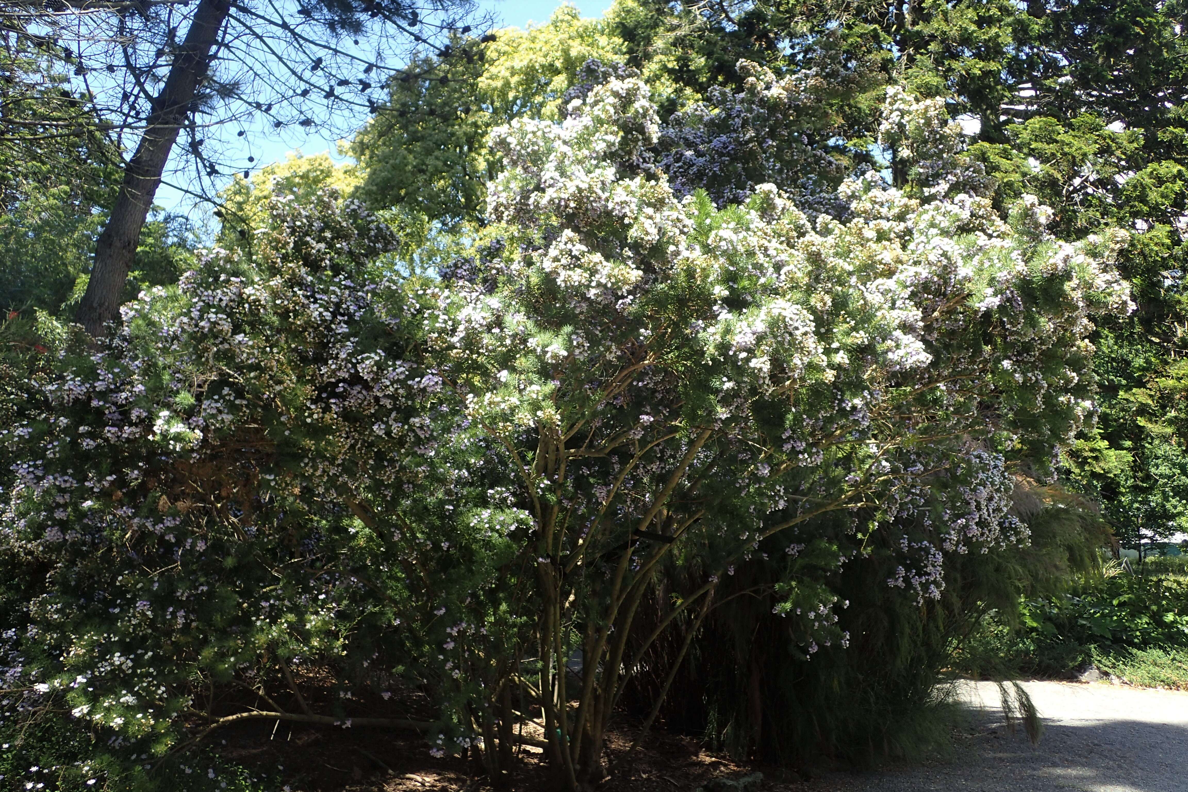 Plancia ëd Psoralea pinnata L.