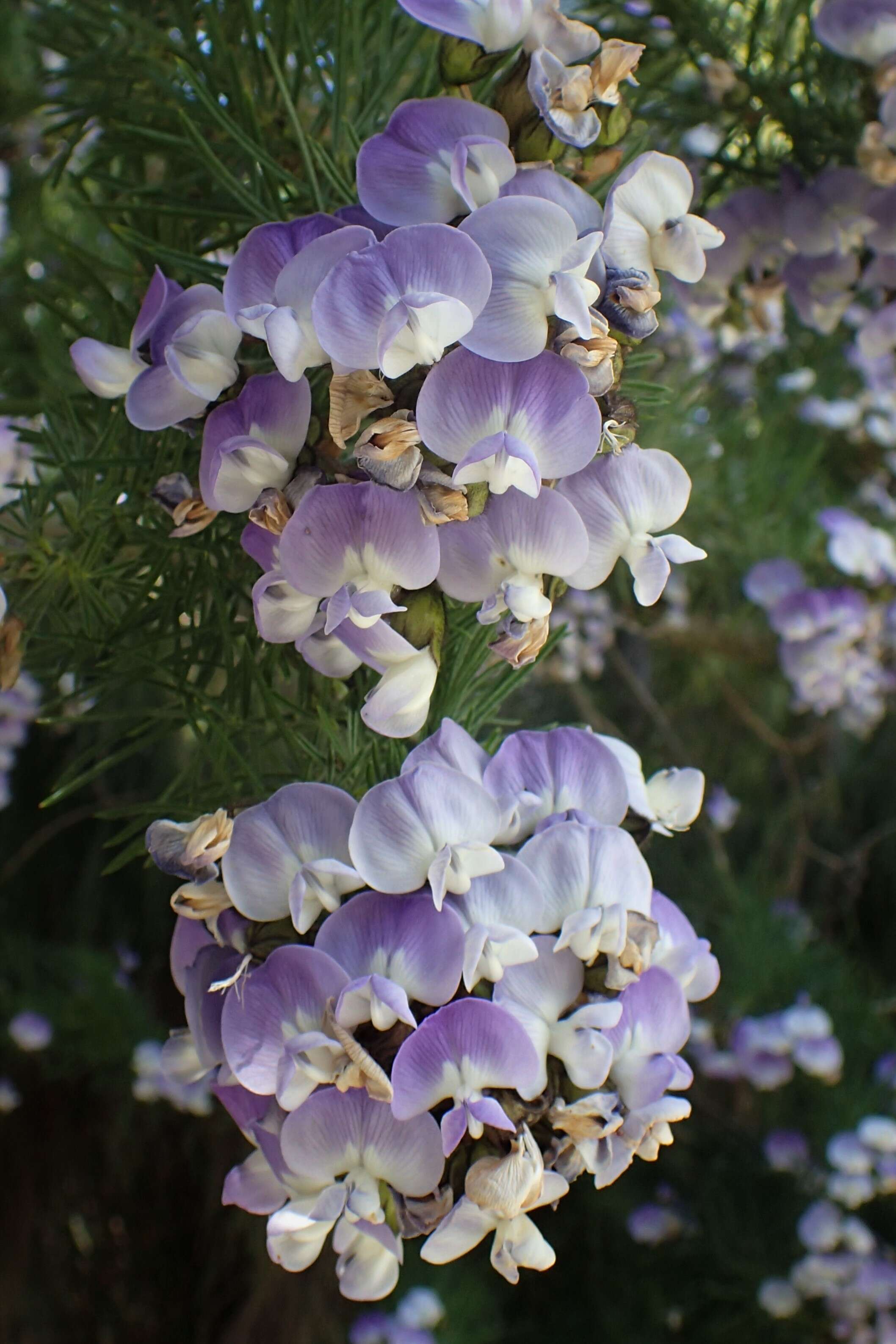 صورة Psoralea pinnata L.