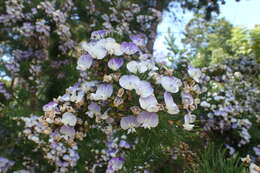 Plancia ëd Psoralea pinnata L.