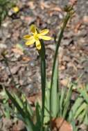 صورة Sisyrinchium californicum (Ker Gawl.) Dryand.