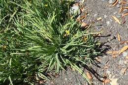 صورة Sisyrinchium californicum (Ker Gawl.) Dryand.