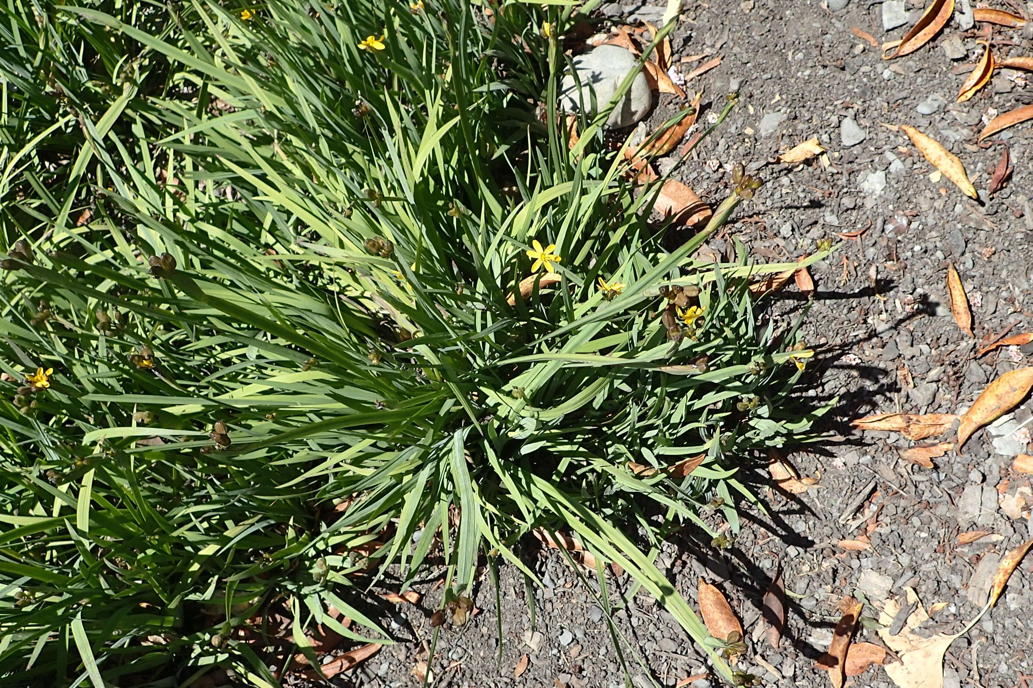 صورة Sisyrinchium californicum (Ker Gawl.) Dryand.