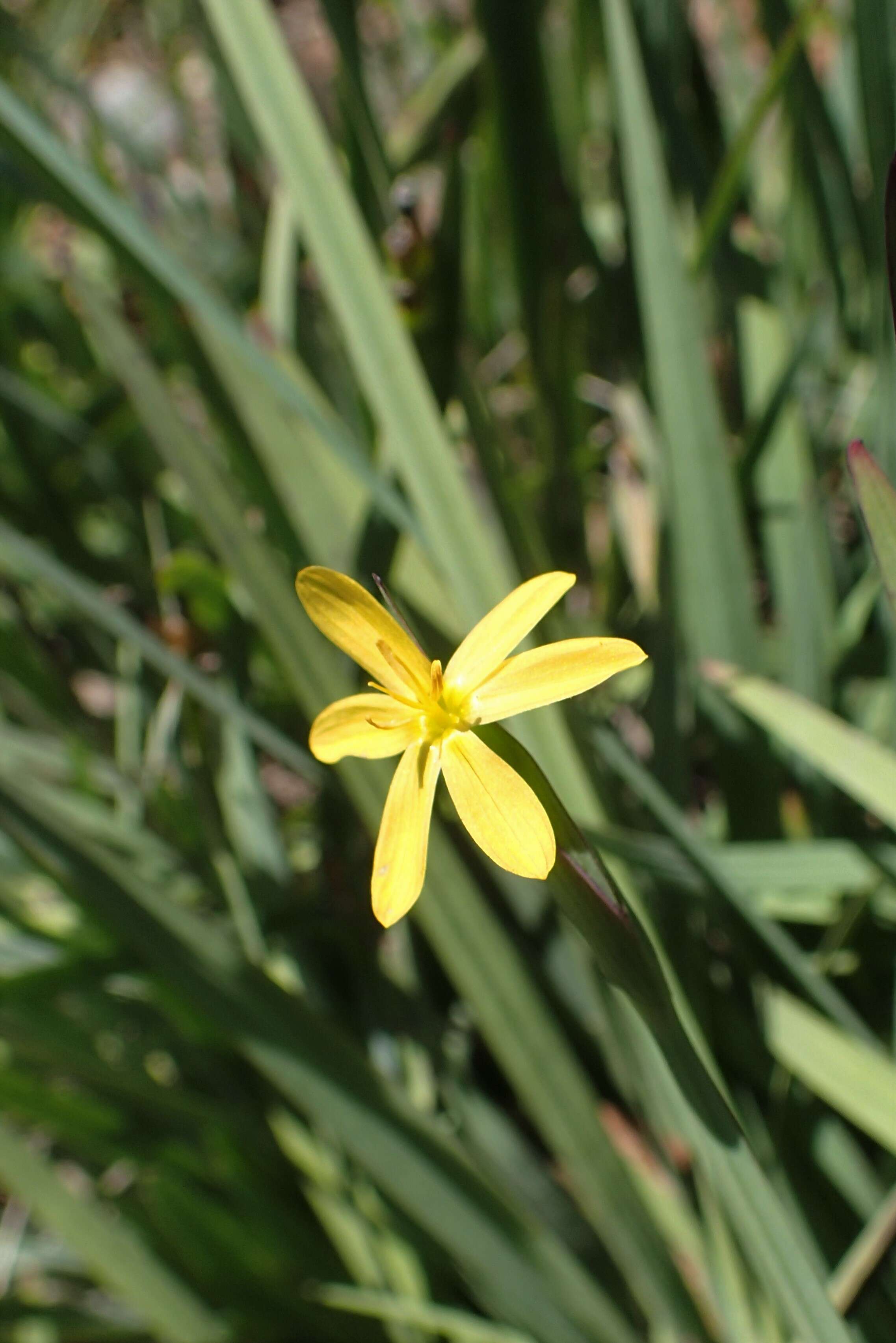 صورة Sisyrinchium californicum (Ker Gawl.) Dryand.