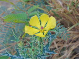 Image of Mexican pricklypoppy