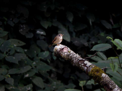 Muscicapa muttui (Layard & EL 1854) resmi