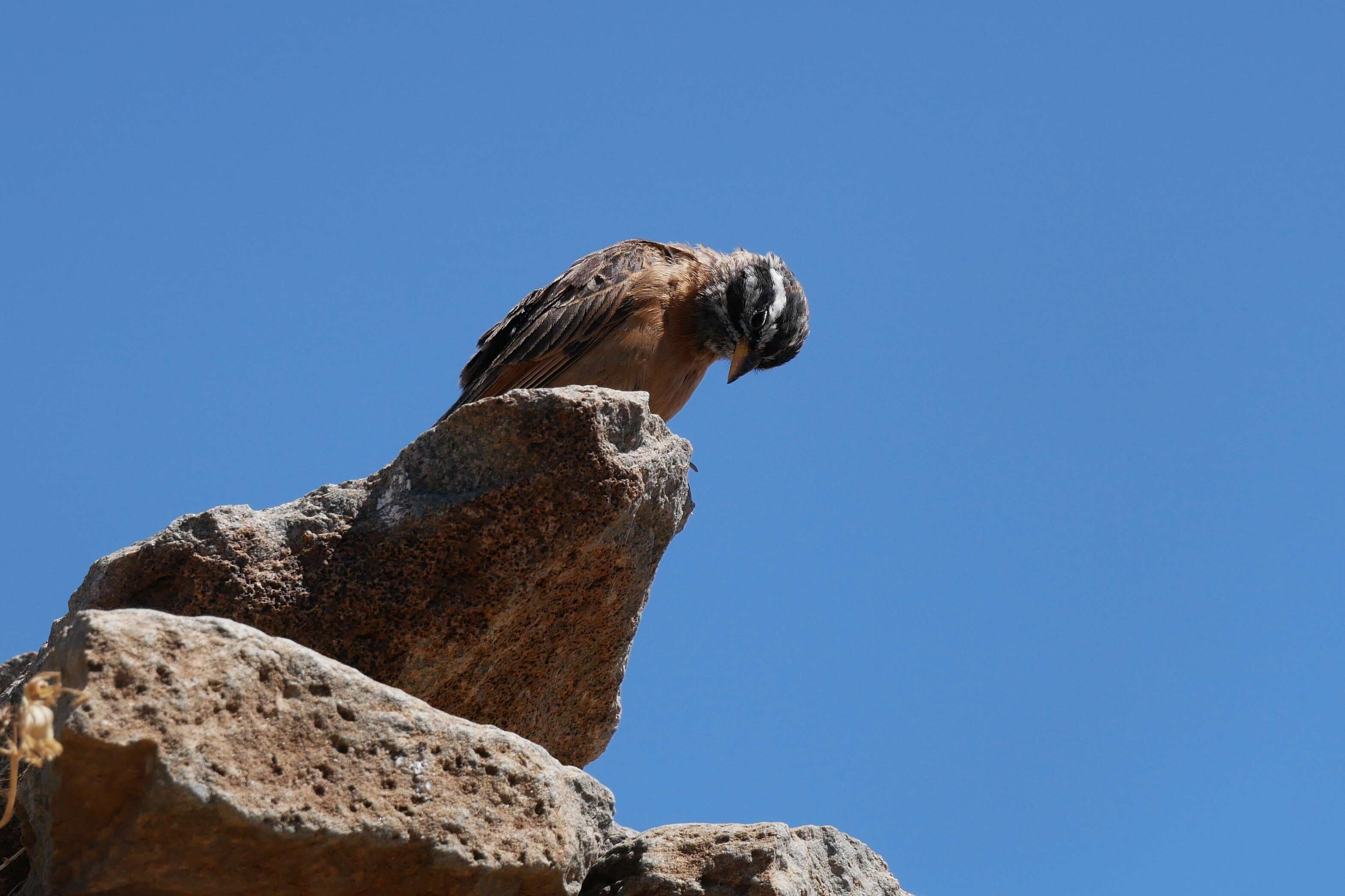 Image of Cinnamon-breasted Bunting