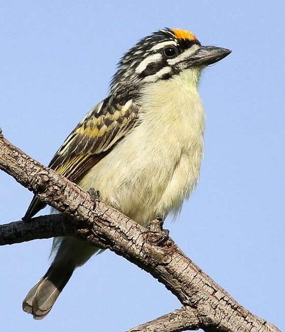 Image of Yellow-fronted Tinkerbird