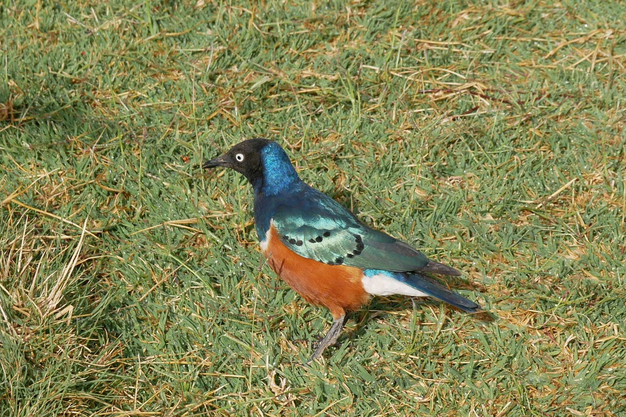 Image of Superb Starling