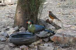 Image of White-cheeked Turaco