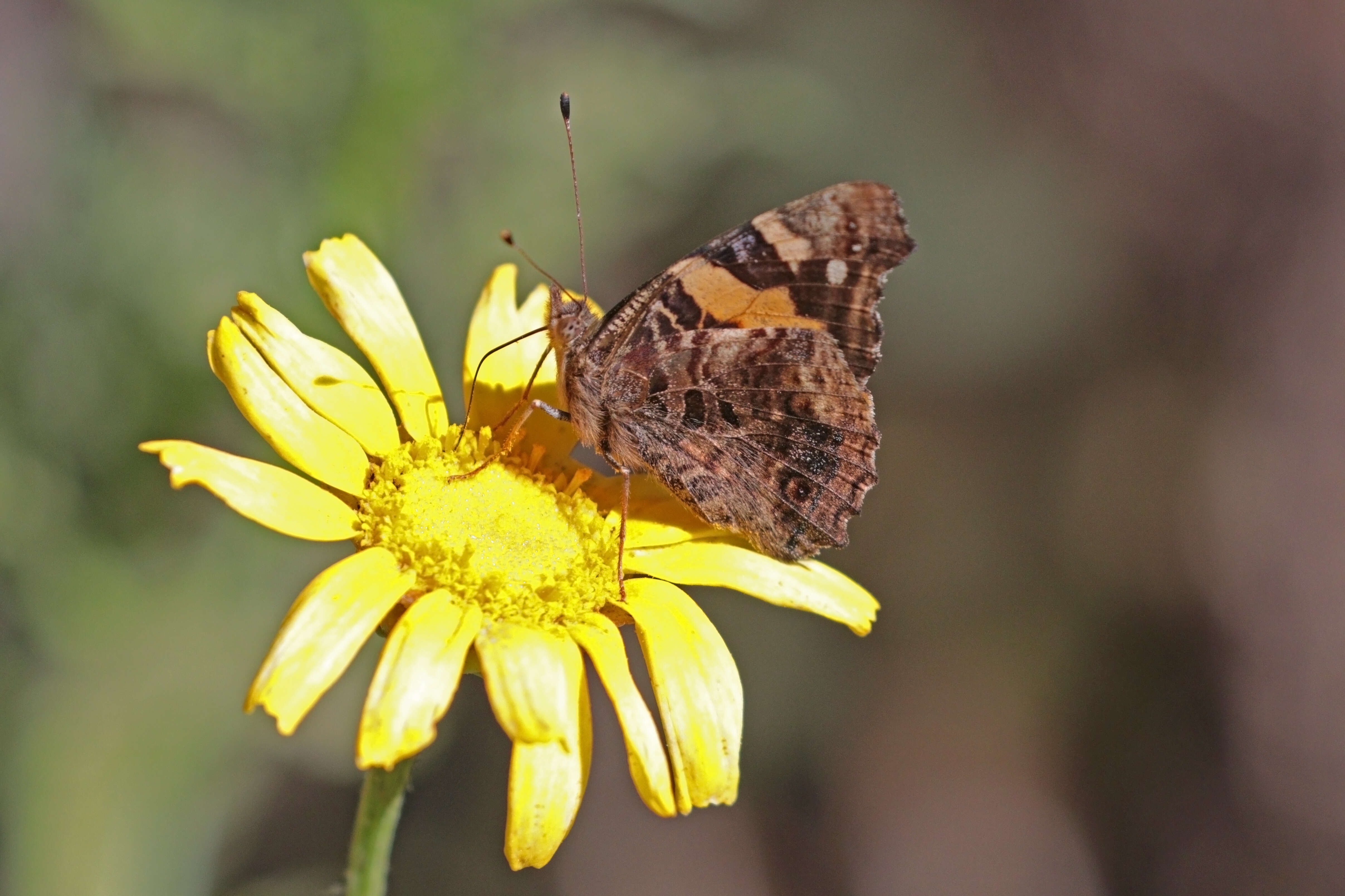 Image of Vanessa abyssinica