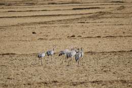 Image of Common Crane