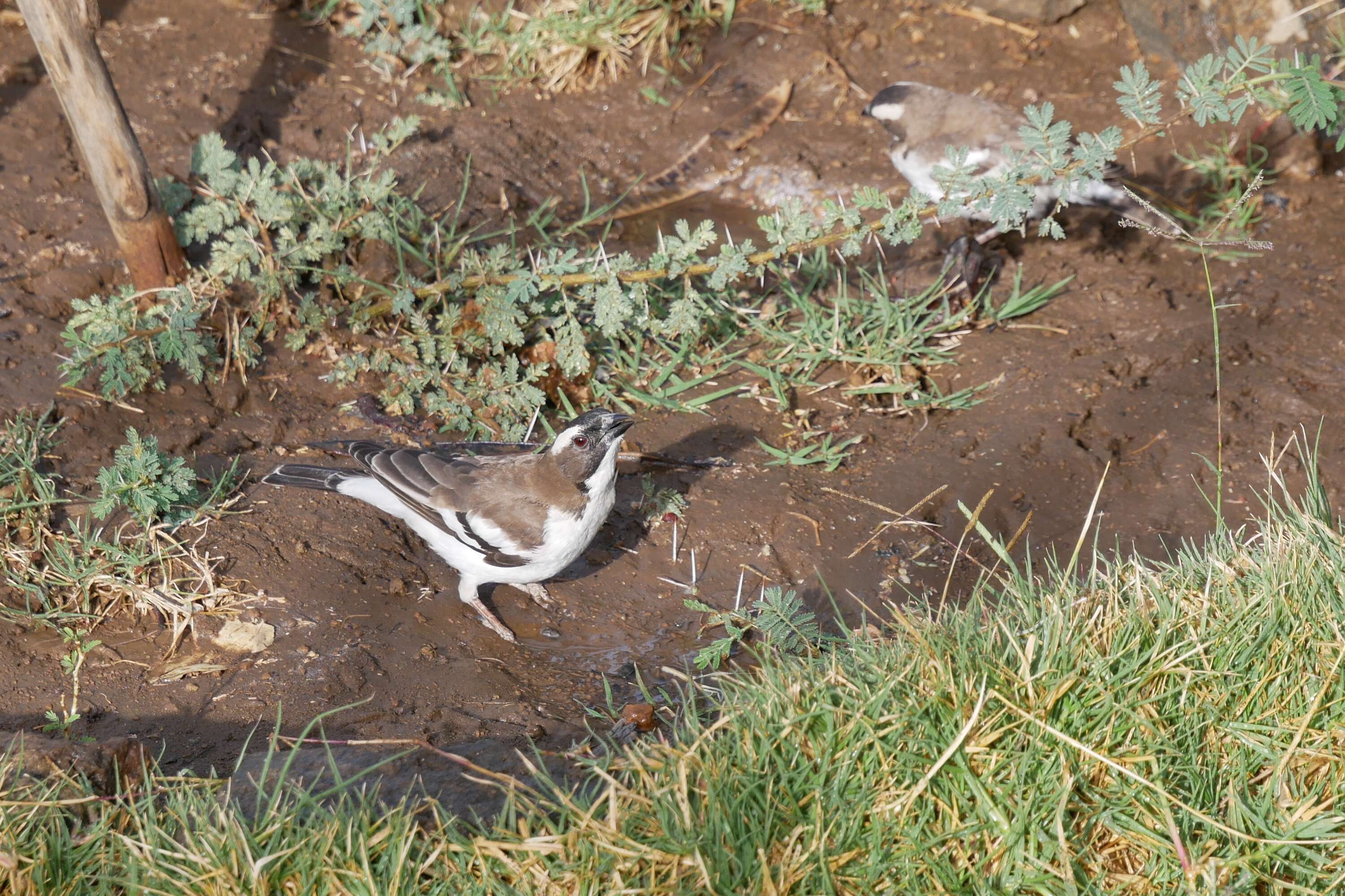 Image of sparrow-weaver