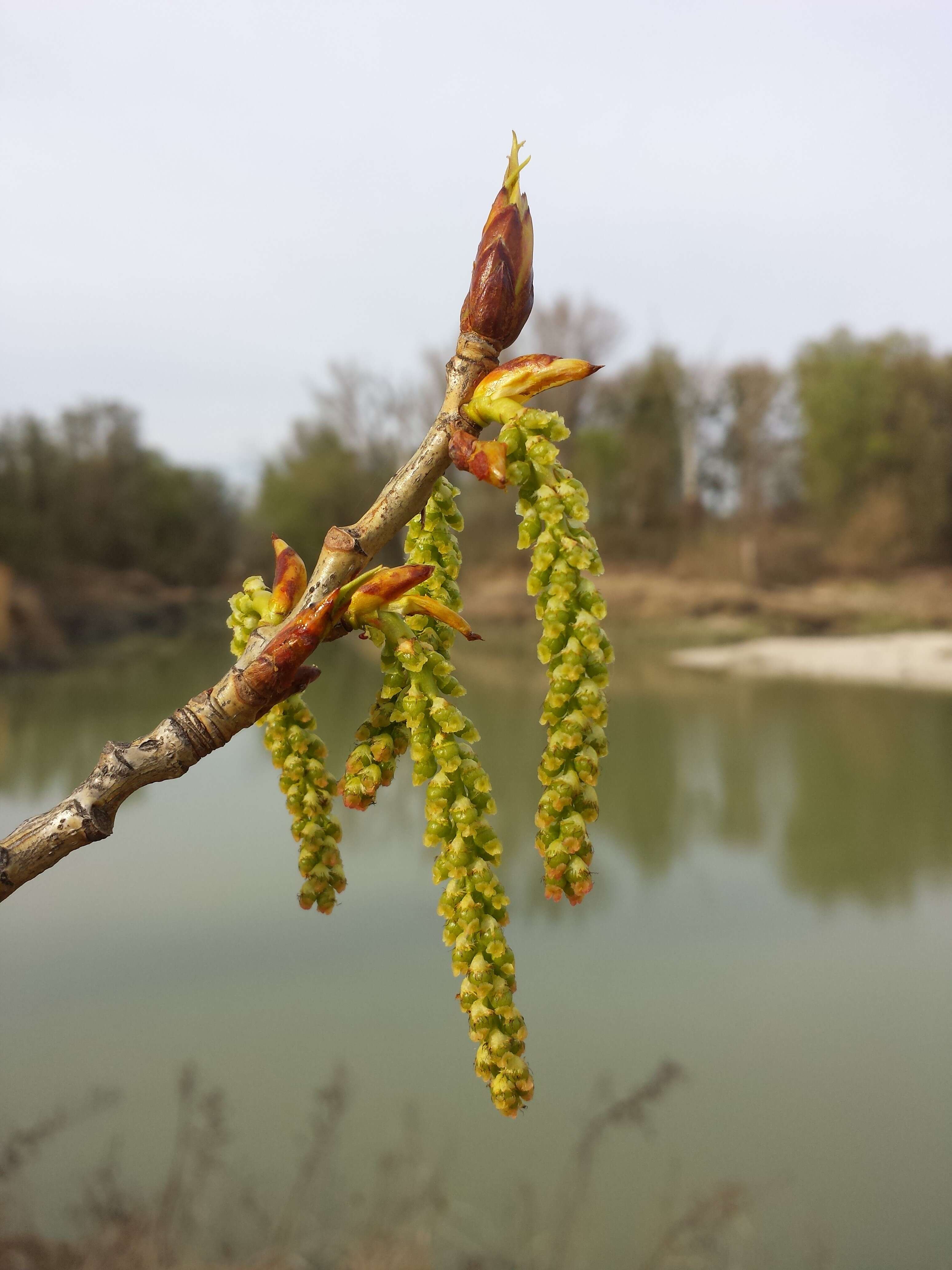 Image of Black Poplar