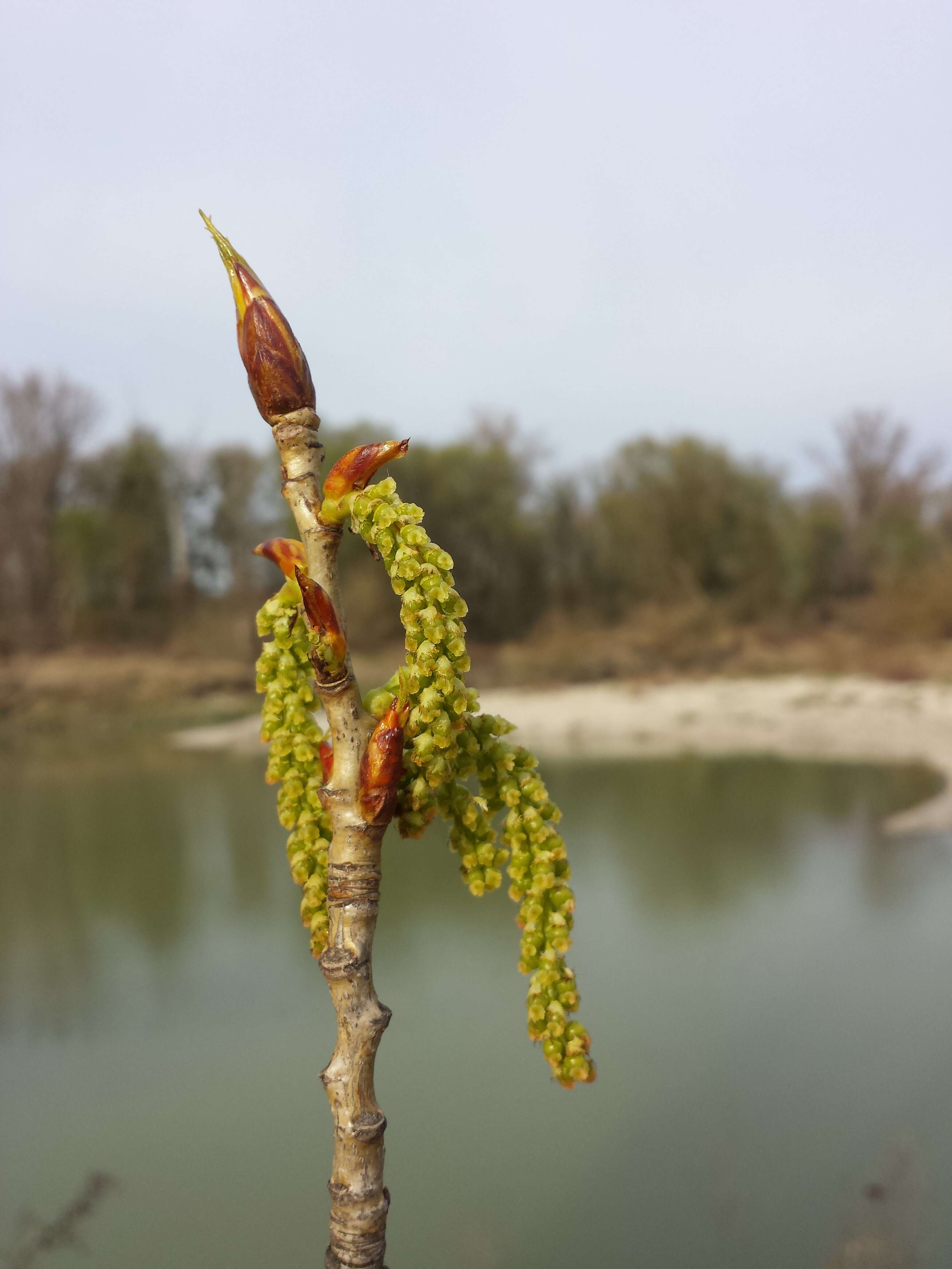 Image of Black Poplar