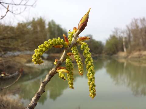 Image of Black Poplar