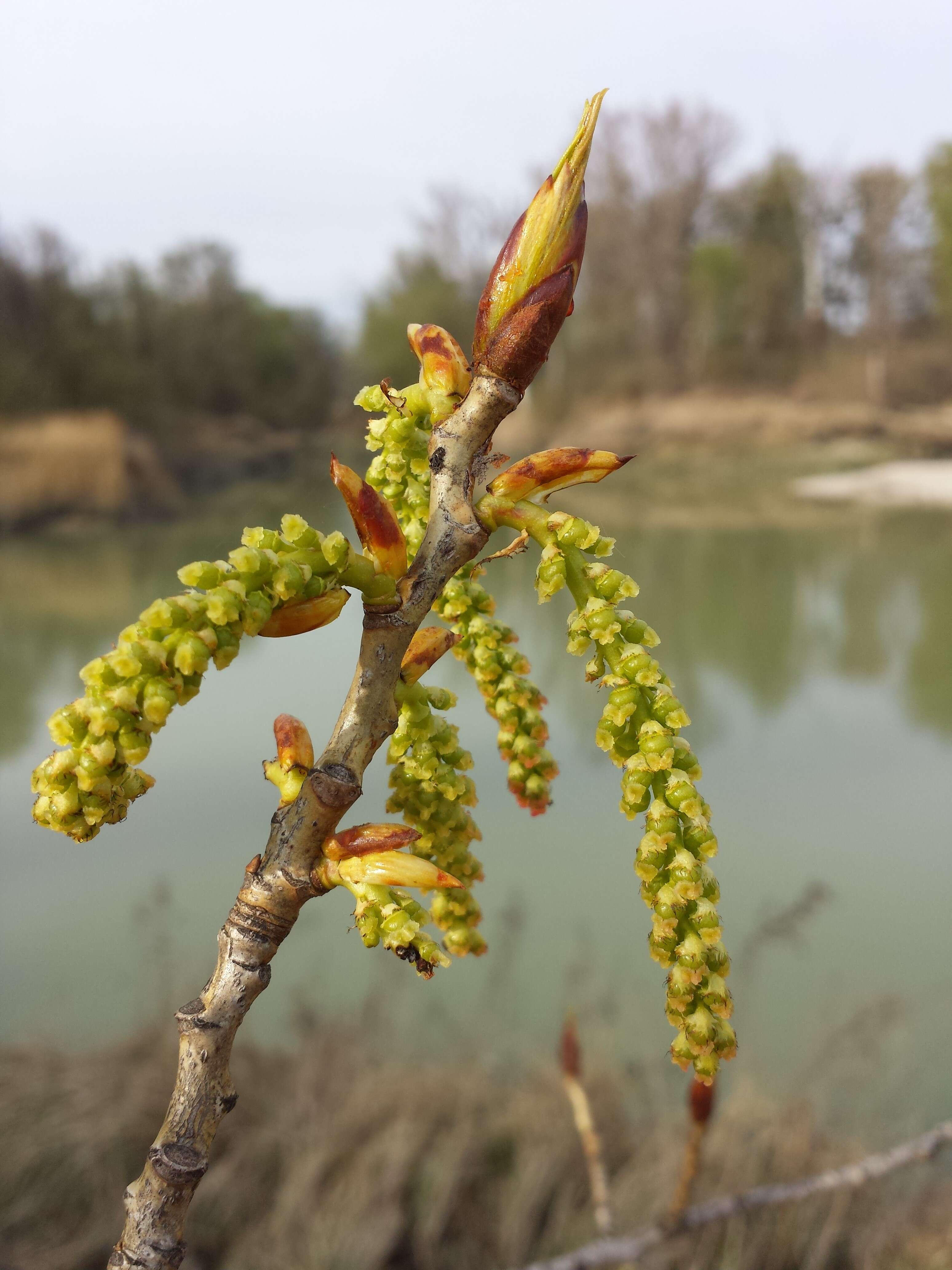 Image of Black Poplar