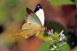 Image of African Swallowtail