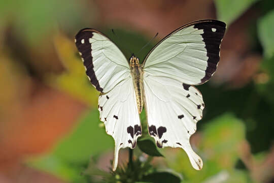 Image of African Swallowtail