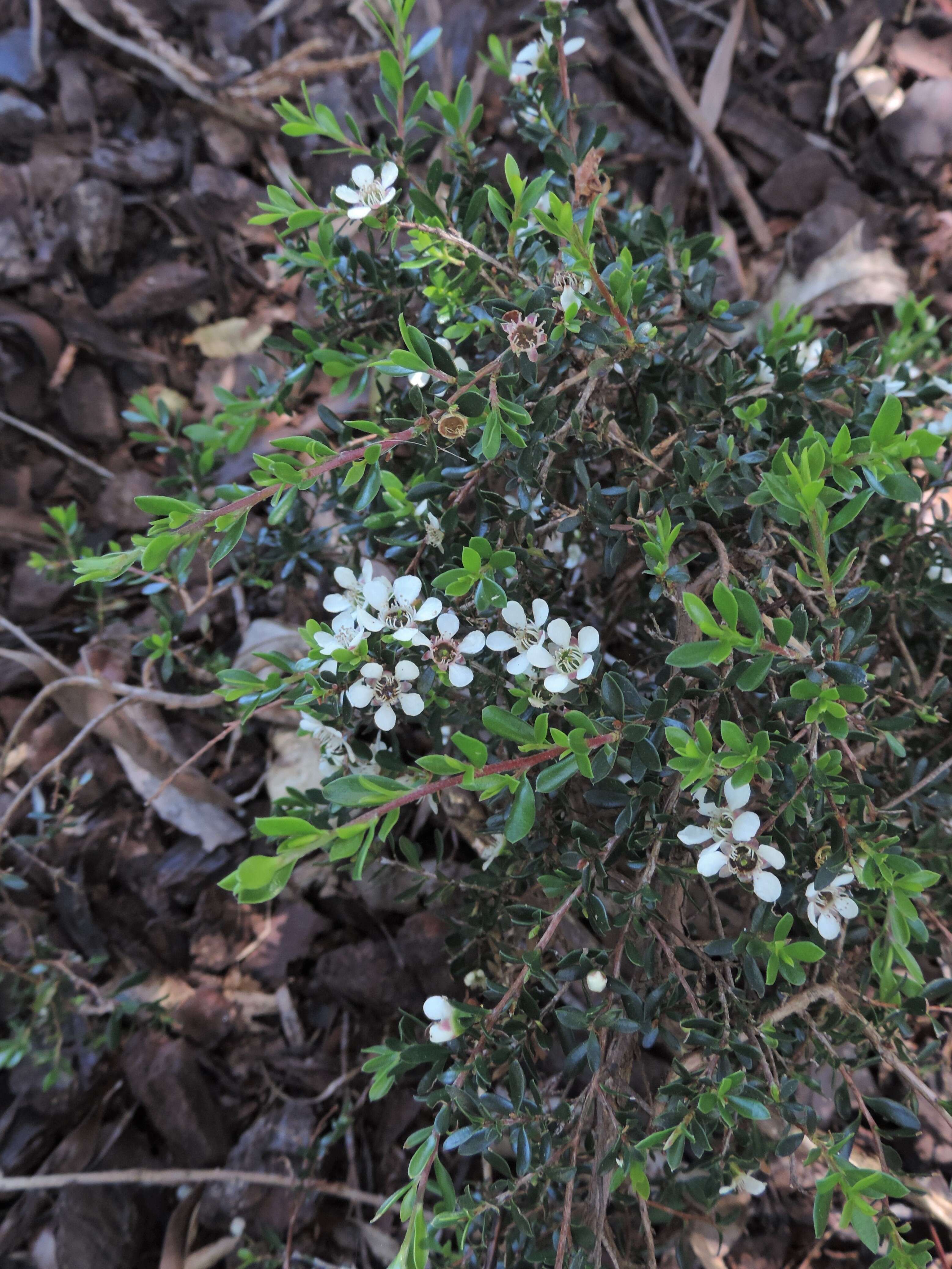 Sivun Leptospermum rupestre Hook. fil. kuva