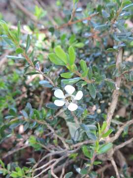 Sivun Leptospermum rupestre Hook. fil. kuva