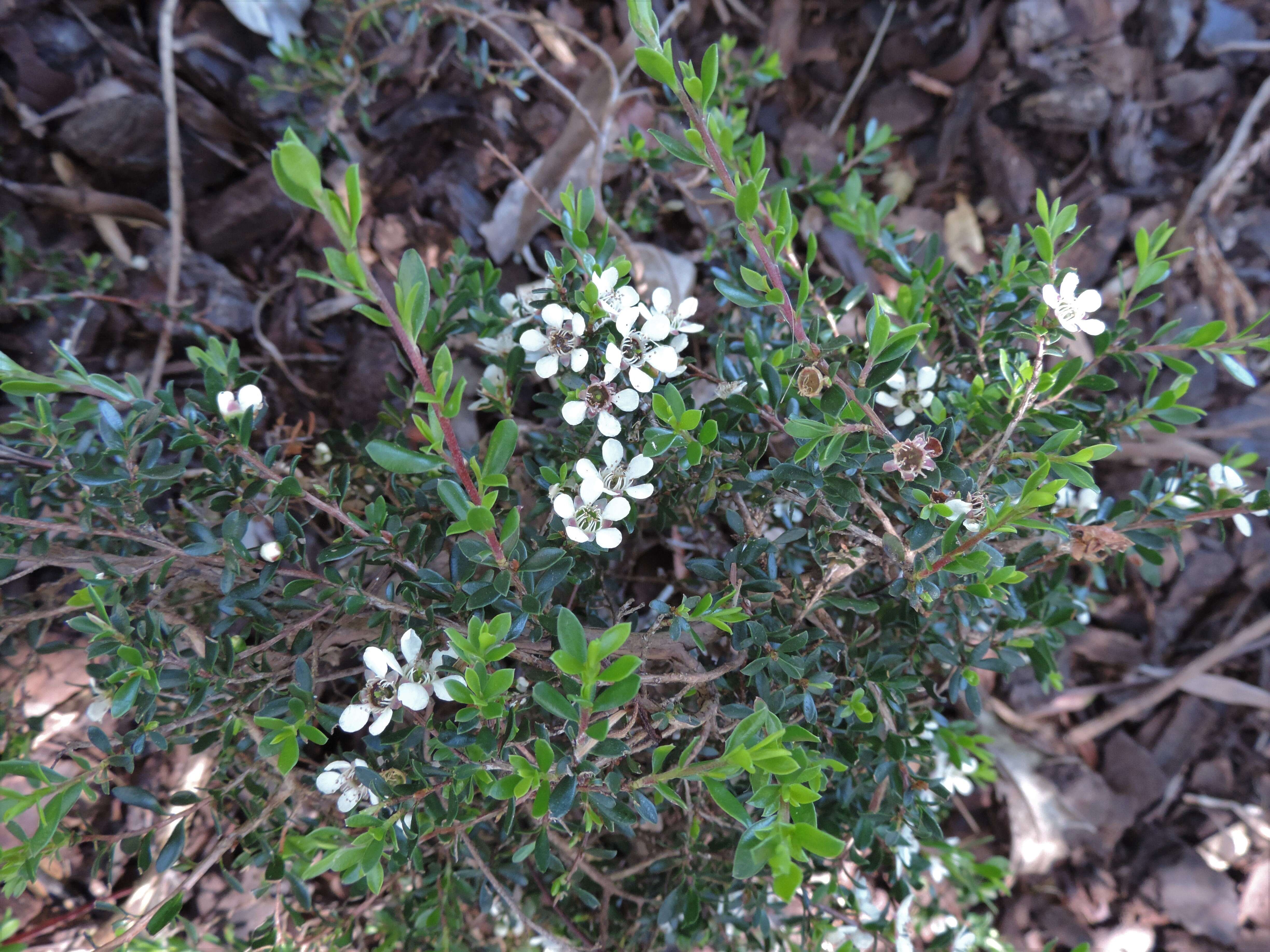 Sivun Leptospermum rupestre Hook. fil. kuva