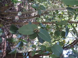 Image of Eucalyptus kybeanensis Maiden & Cambage