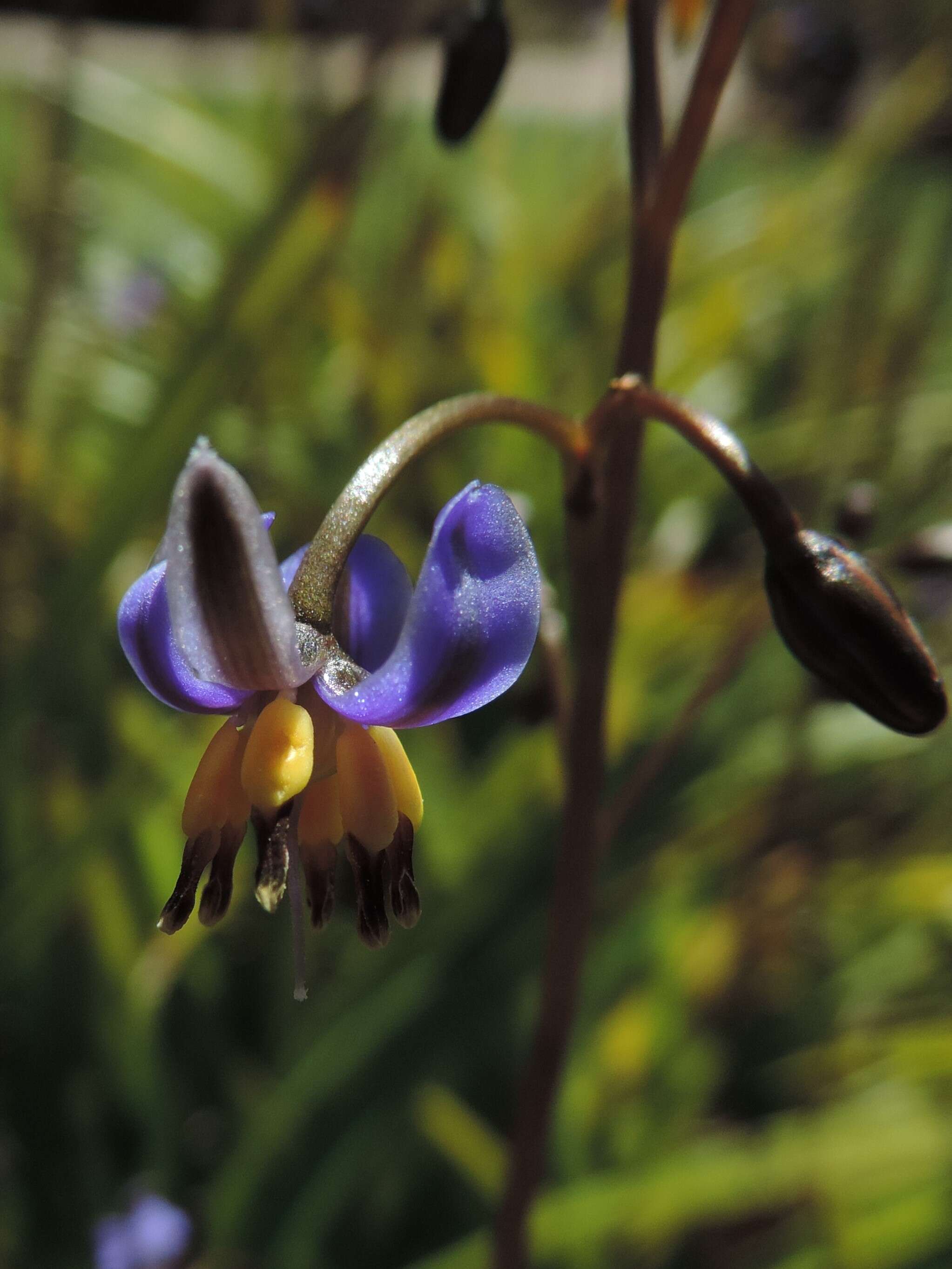 Image of Dianella tasmanica Hook. fil.